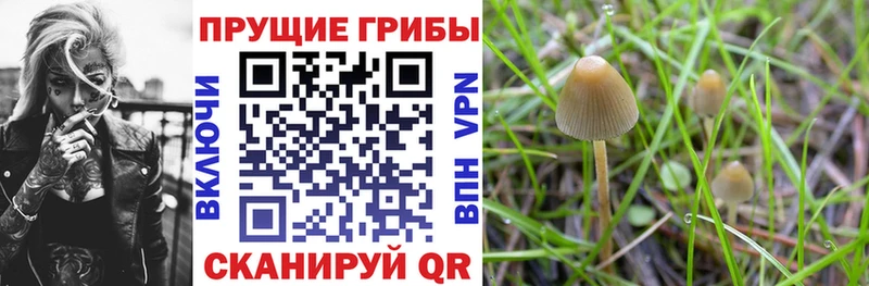 Галлюциногенные грибы Cubensis купить закладку Чердынь